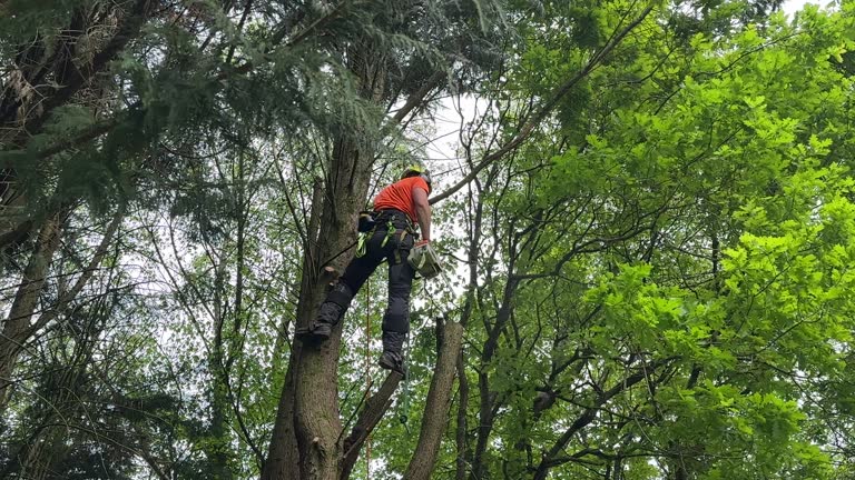 Best Tree Disease Treatment  in Ten Mile Run, NJ